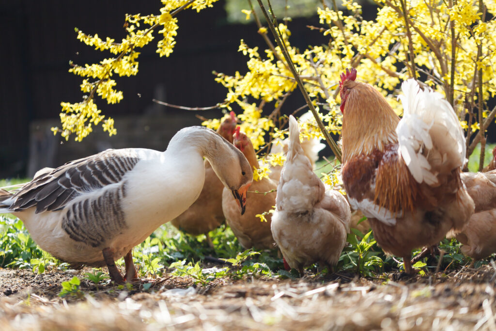 Guard Geese for Chickens and Ducks Backyard Poultry
